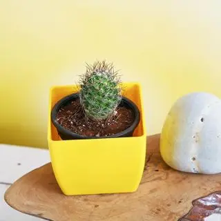 Notocactus rutilans - Cactus Plant 