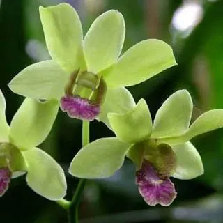 Orchid Plant, Dendrobium Orchid (Burana Jade) 
