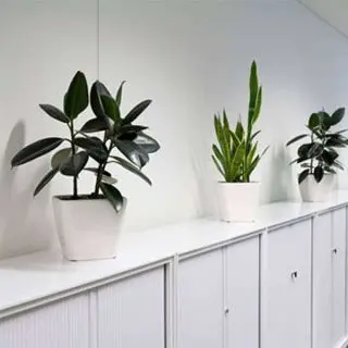 Oxygen giving plants for office 