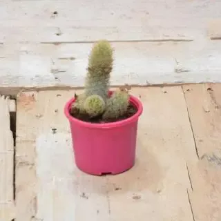 Parodia leninghausii - Cactus Plant 