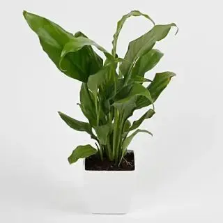peace lily plant in fiber pot
