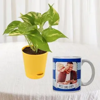 photo mug with money plant in pot 