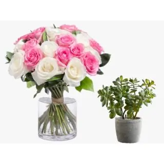 Pink and white roses in glass vase with jade plant 