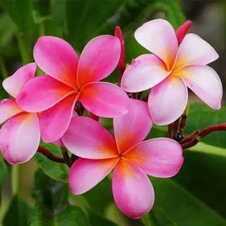 Plumeria, Champa (Any Color) - Plant