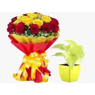Red and yellow roses with money plant  in pot