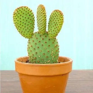 Red Bunny Cactus, Opuntia microdasys - Cactus Plant 