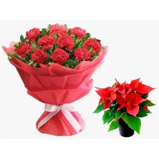 Bouquet of 12 red carnations with poinsettia Plant