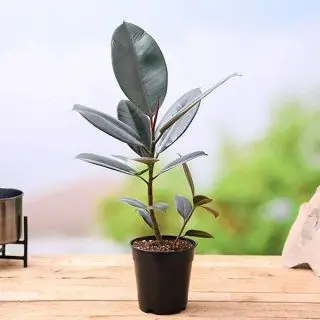 Rubber Tree, Rubber Plant, Ficus elastica - Plant