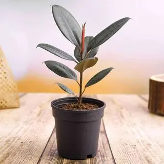 Rubber Tree, Rubber Plant, Ficus Elastica (Robusta) - Plant 