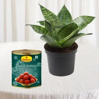 sansevieria plant in pot with 1 kg gulabjamun 