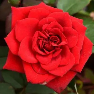 Scented rose (Any Variety, Any Color) - Plant