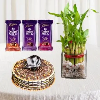 set of 3 dairy milk silk, half kg butterscotch cake, 2 layer lucky bamboo plant 