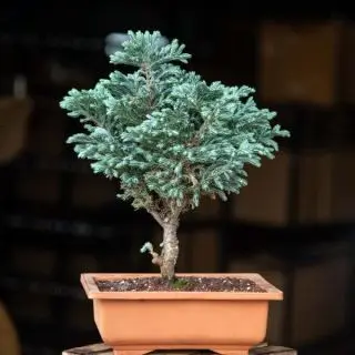 Silver cypress Bonsai Plant 