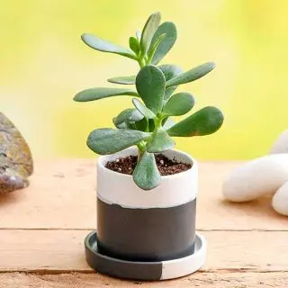 Spectacular Jade Plant in Ceramic Pot for Loving Dad