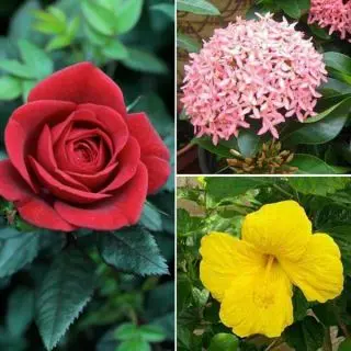 Top 3 Plants for Beautiful Flowers 