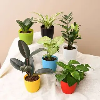 Top 6 plants for healthy lifestyle 