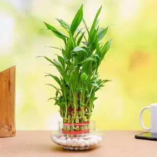 Wish Good Luck with 3 Layer Lucky Bamboo in a Decorative Glass Vase 