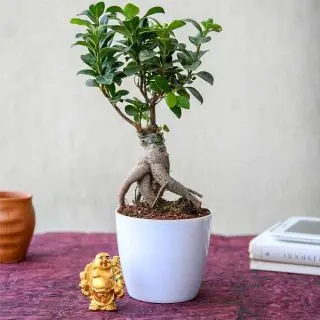 Wish Good Luck with Ficus Bonsai and Laughing Buddha 
