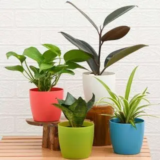 World Environment Day Special (4 Plants Pack) 