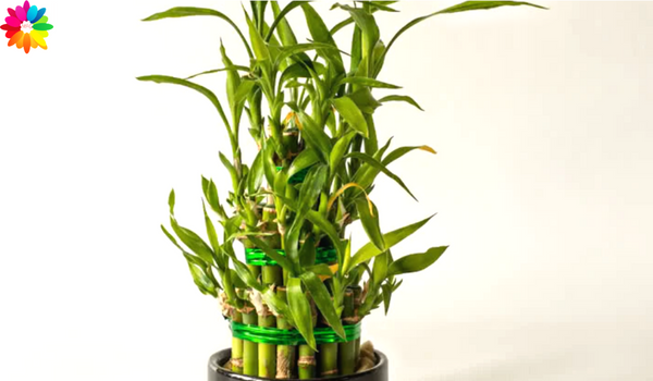 Why Should You Gift A Lucky Bamboo Plant? | Gift A Lucky Bamboo Plant